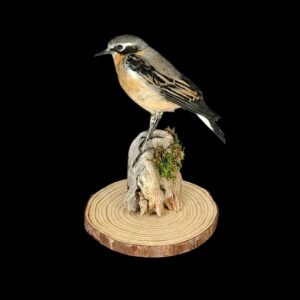 Taxidermy Northern Wheatear. Log no 826a.