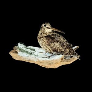 Taxidermy Eurasian Woodcock. Log no 279a.