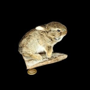 Taxidermy European Young Rabbit. Log no 206.