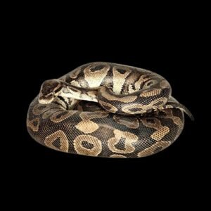 Taxidermy Young Adult Ball Python. Log no 216.