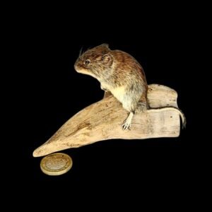 Taxidermy Adult Bank Vole. Log no 209.