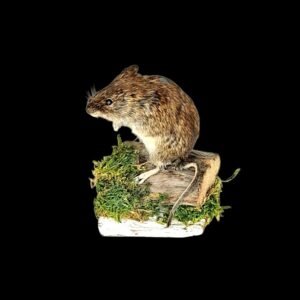 Taxidermy Adult Bank Vole. Log no 224.