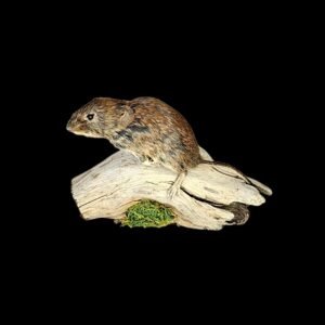 Taxidermy Adult Bank Vole. Log no 228.