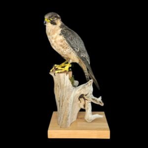 Taxidermy Barbary Falcon. Log no 9941.
