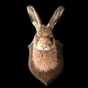 Taxidermy European Hare Mask. Log no 230.