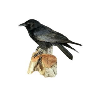 Taxidermy Carrion Crow. Log no 196a.
