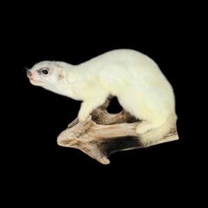 Taxidermy Ermine. Log no 211.