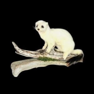 Taxidermy Ermine. Log no 215.