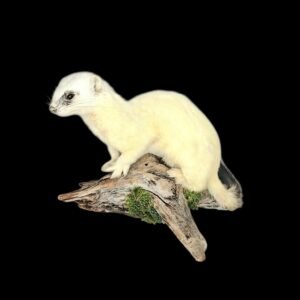 Taxidermy Ermine. Log no 225.