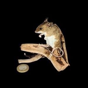 Taxidermy Field Mouse. Log no 205.