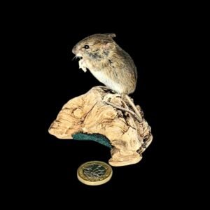 Taxidermy Field Mouse. Log no 212.
