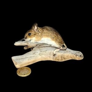 Taxidermy Field Mouse. Log no 213.