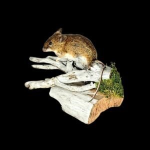 Taxidermy Field Mouse. Log no 218.