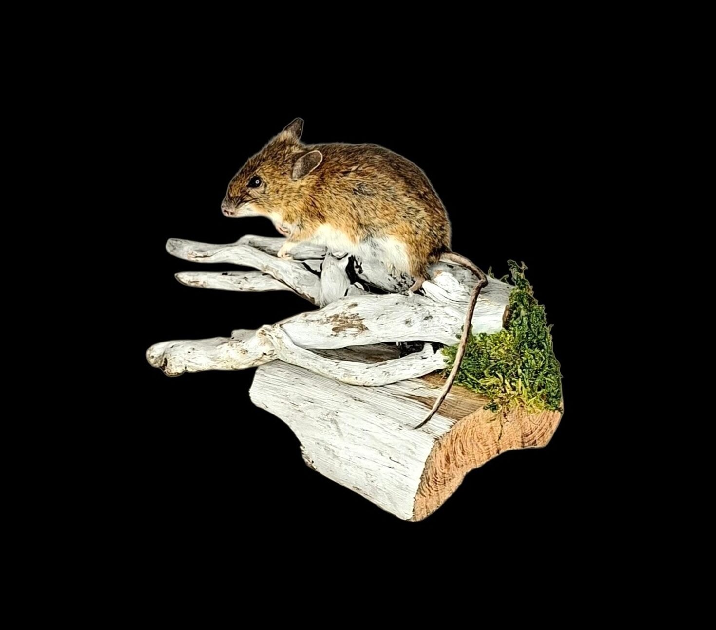 Taxidermy Field Mouse. Log no 218.