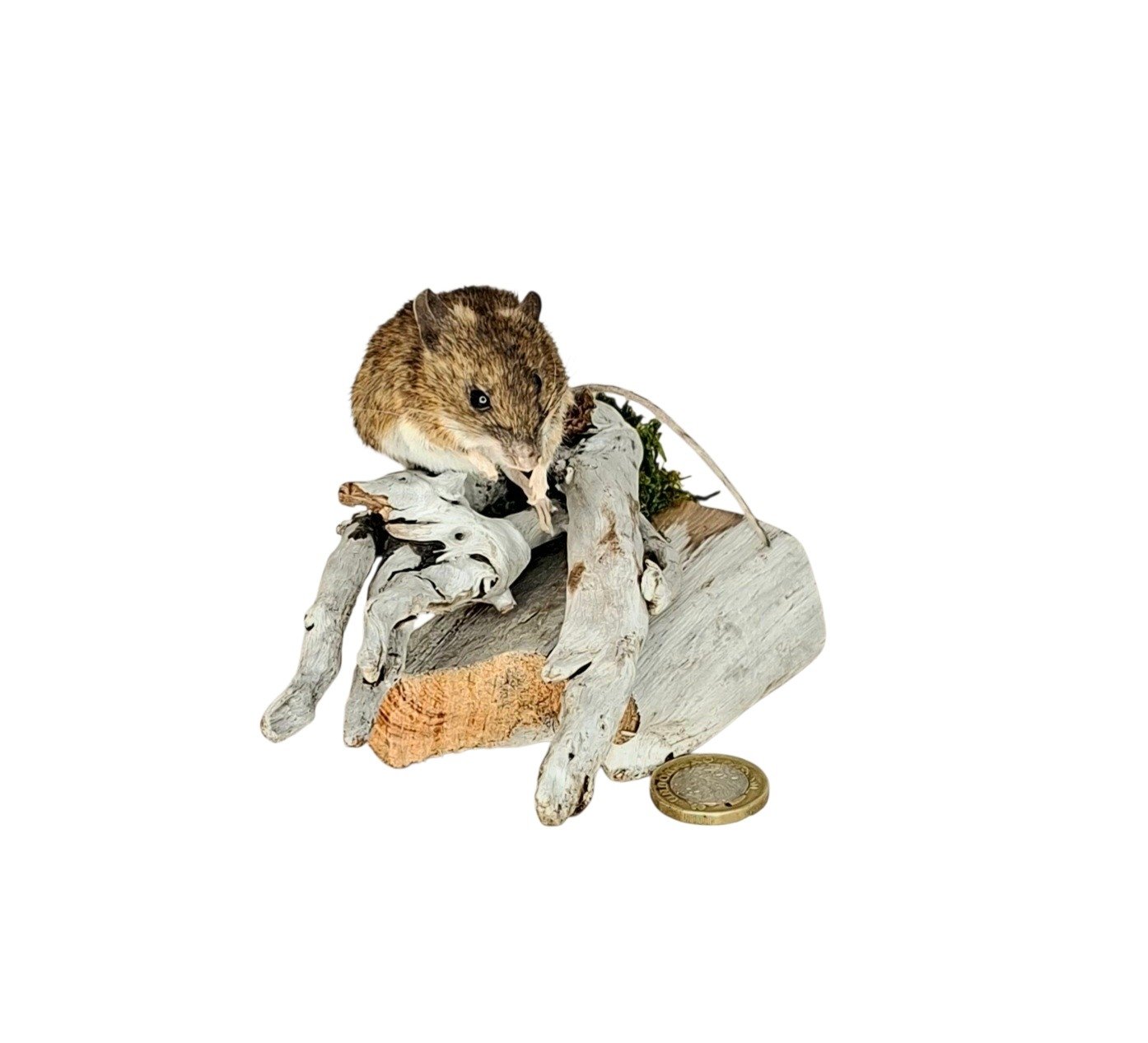 Taxidermy Field Mouse. Log no 218. - Image 2