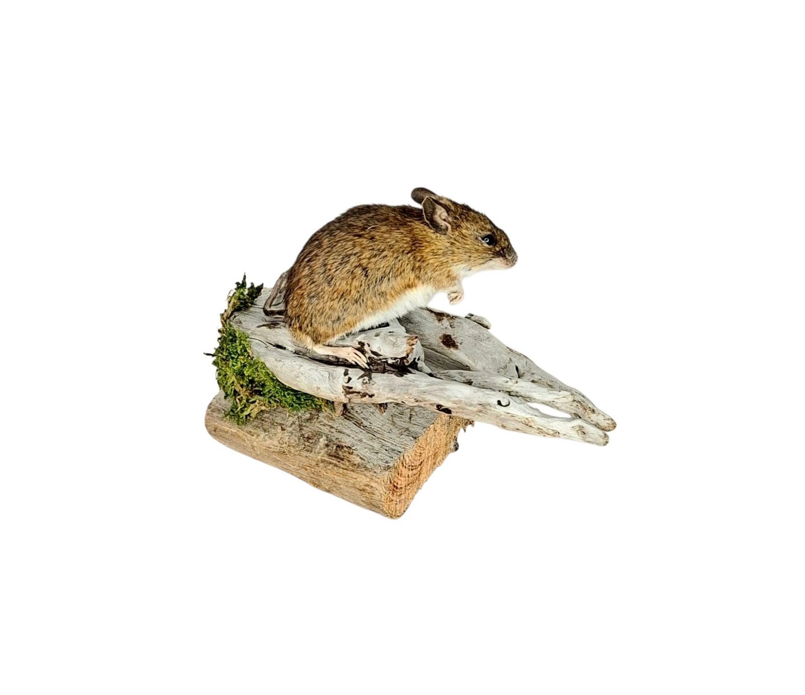 Taxidermy Field Mouse. Log no 218. - Image 3