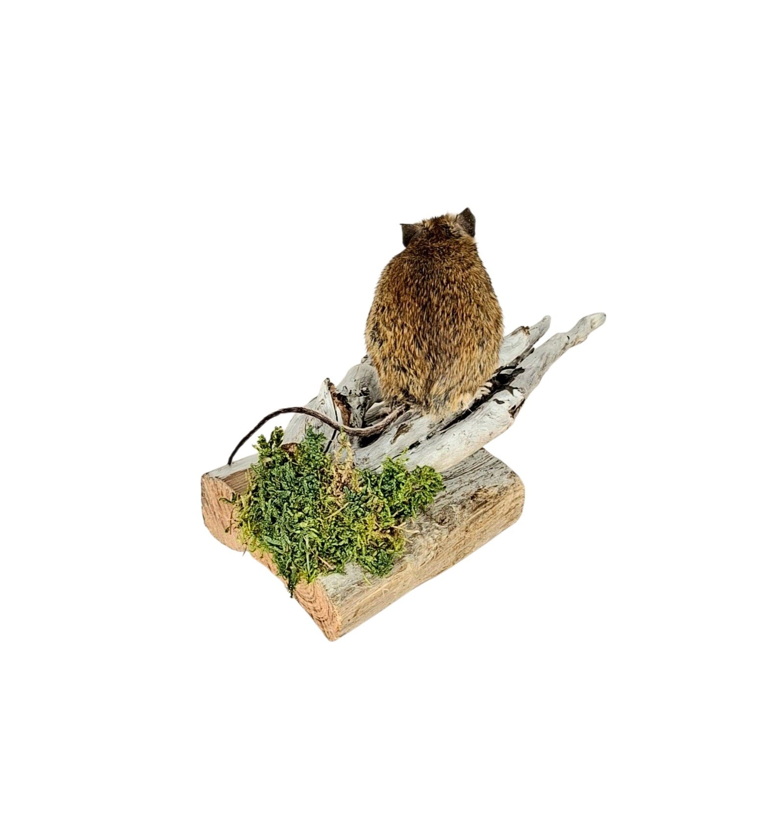 Taxidermy Field Mouse. Log no 218. - Image 4
