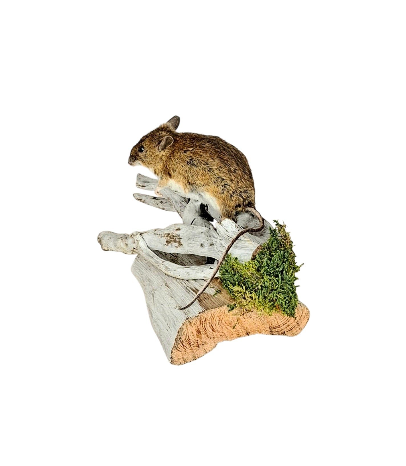Taxidermy Field Mouse. Log no 218. - Image 5