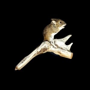 Taxidermy Field Mouse. Log no 221.