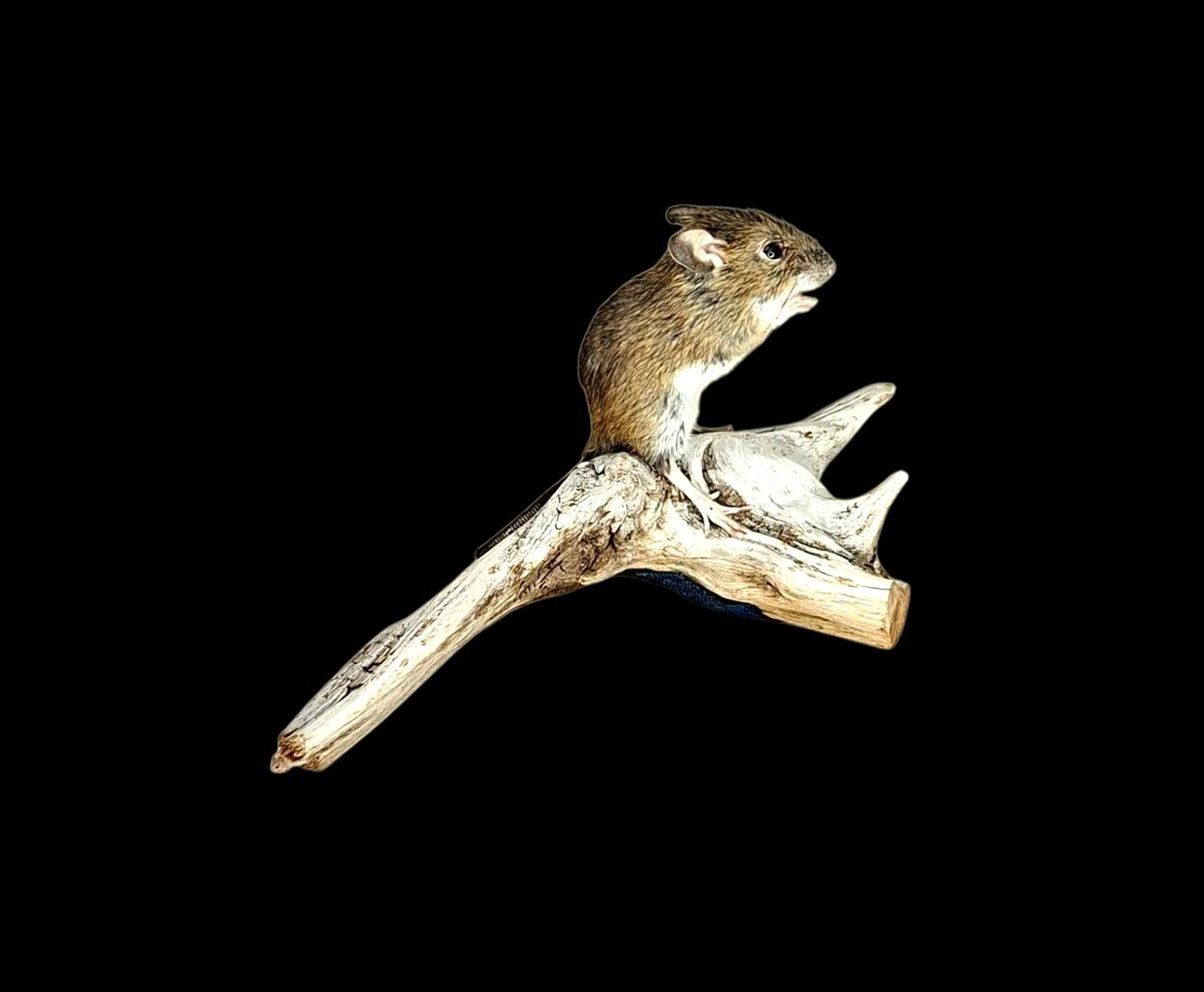 Taxidermy Field Mouse. Log no 221.