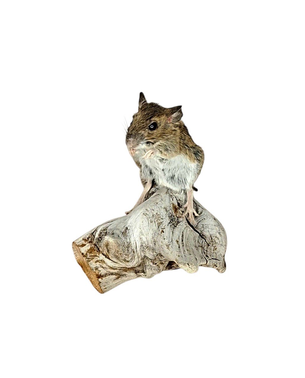 Taxidermy Field Mouse. Log no 221. - Image 2