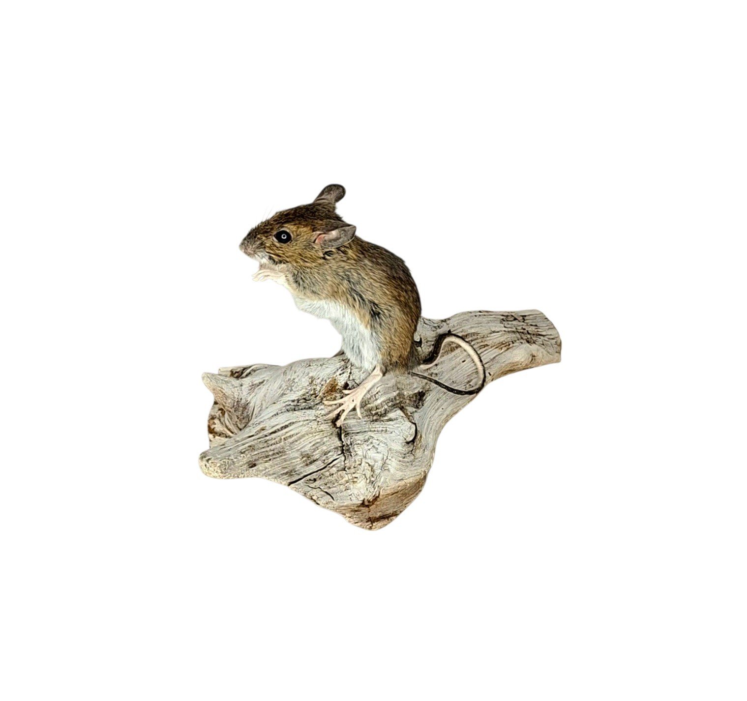 Taxidermy Field Mouse. Log no 221. - Image 3
