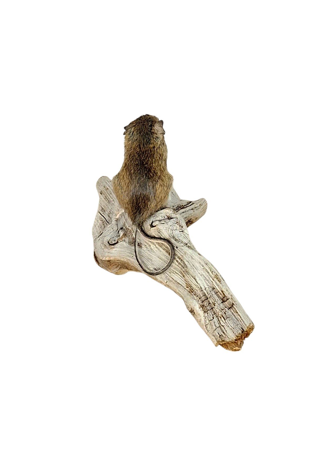 Taxidermy Field Mouse. Log no 221. - Image 4