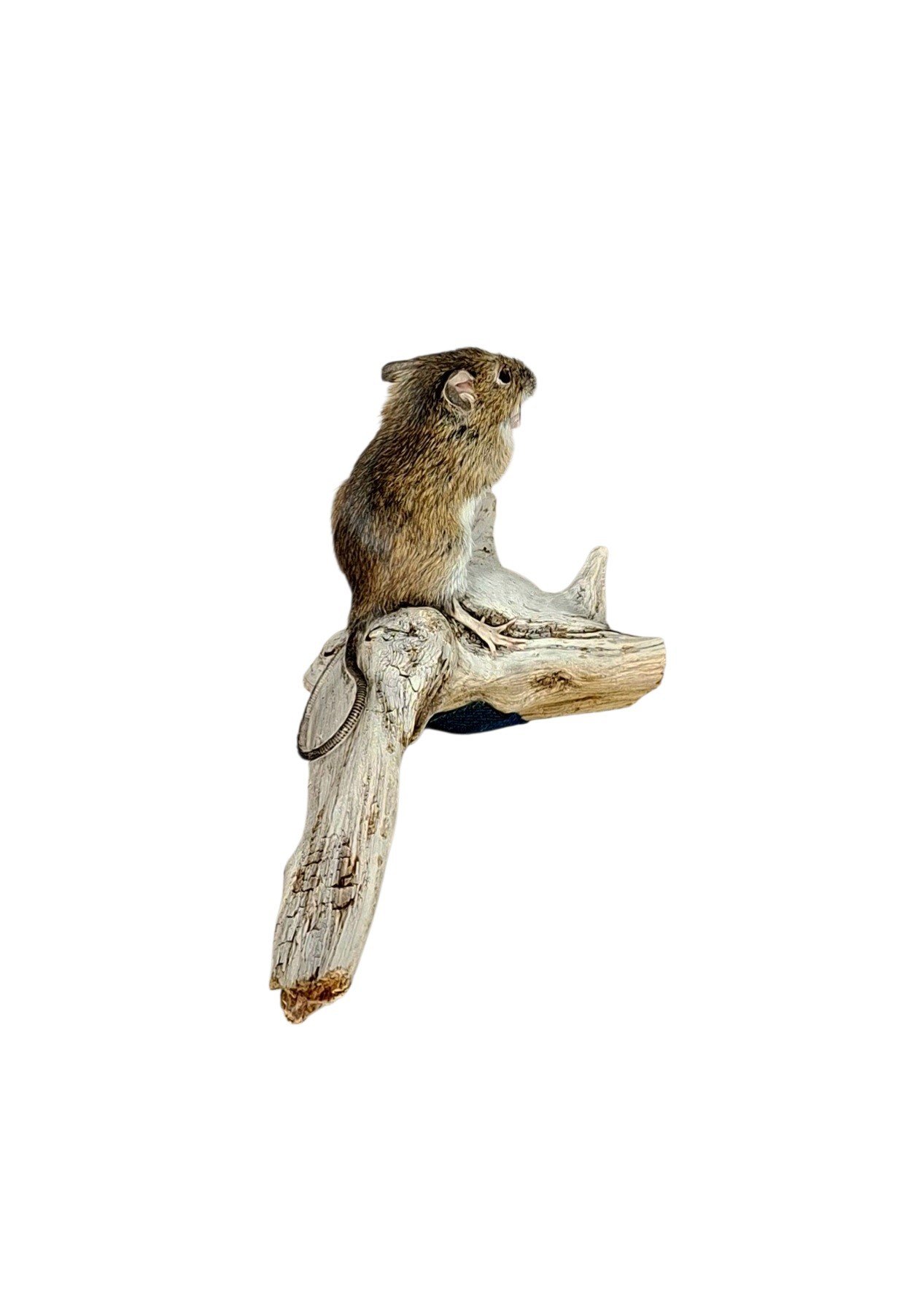 Taxidermy Field Mouse. Log no 221. - Image 5