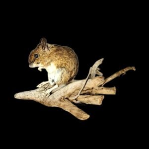 Taxidermy Field Mouse. Log no 222.