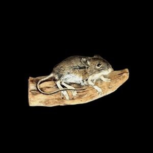Taxidermy Field Mouse. Log no 229.