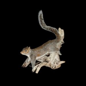 Taxidermy Grey Squirrel. Log no 203.