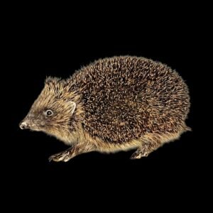 Taxidermy Adult Hedgehog. Log no 210.