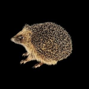Taxidermy Adult Hedgehog. Log no 214.