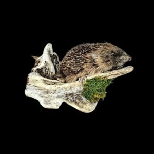 Taxidermy Juvenile Hedgehog. Log no 217.
