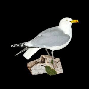 Taxidermy Herring Gull. Log no 853a.