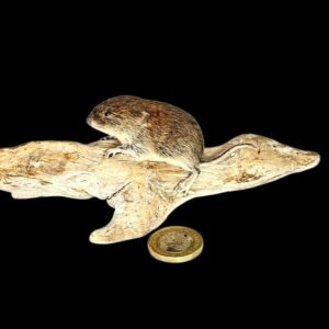 Taxidermy Juvenile Bank Vole. Log no 208.