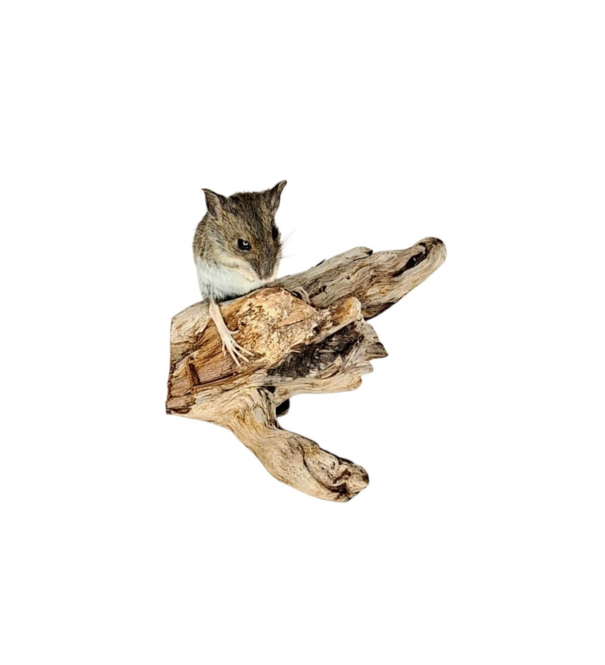 Taxidermy Field Mouse. Log no 219. - Image 2