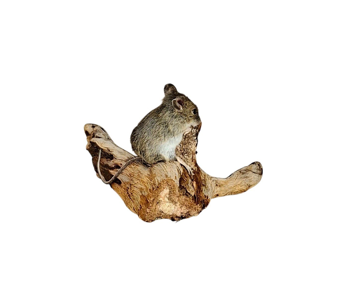 Taxidermy Field Mouse. Log no 219. - Image 3