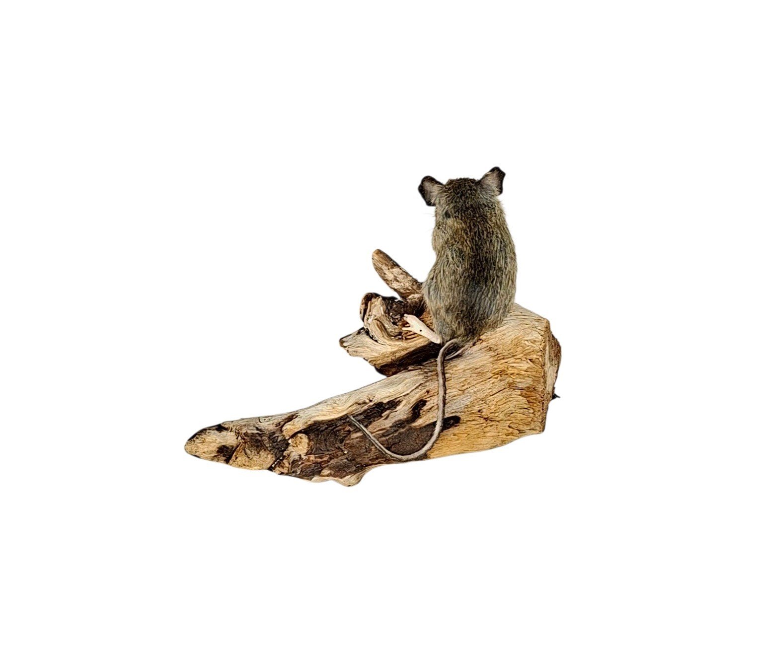 Taxidermy Field Mouse. Log no 219. - Image 4