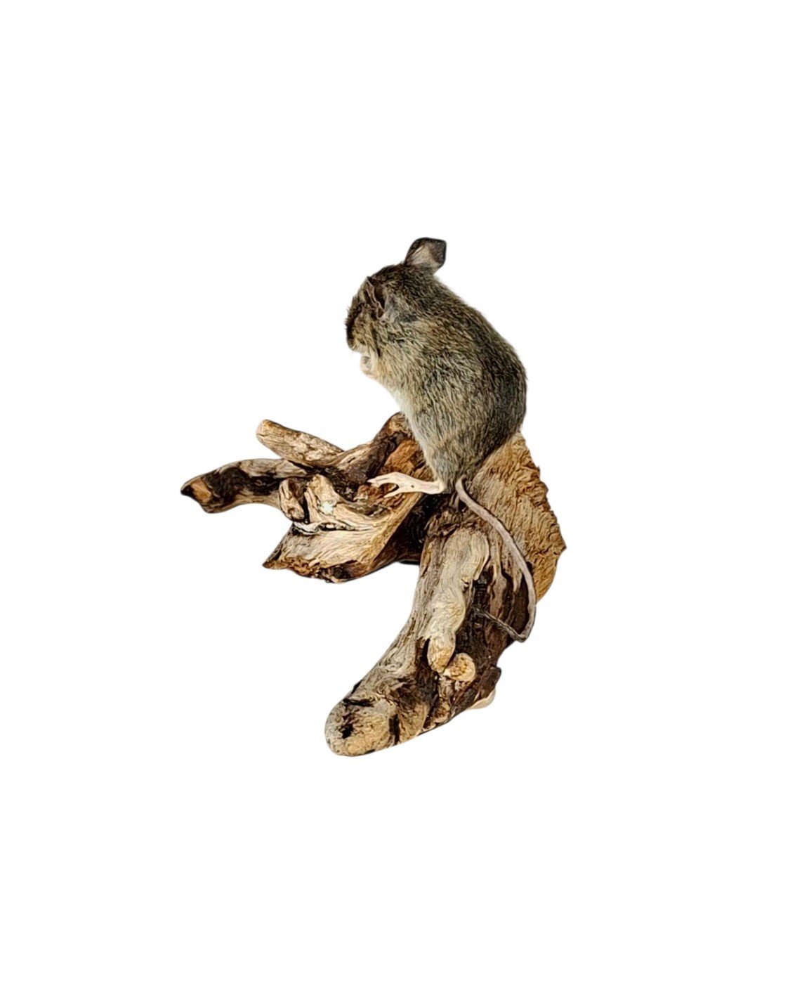 Taxidermy Field Mouse. Log no 219. - Image 5