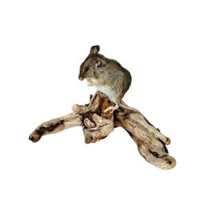 Taxidermy Field Mouse. Log no 219.