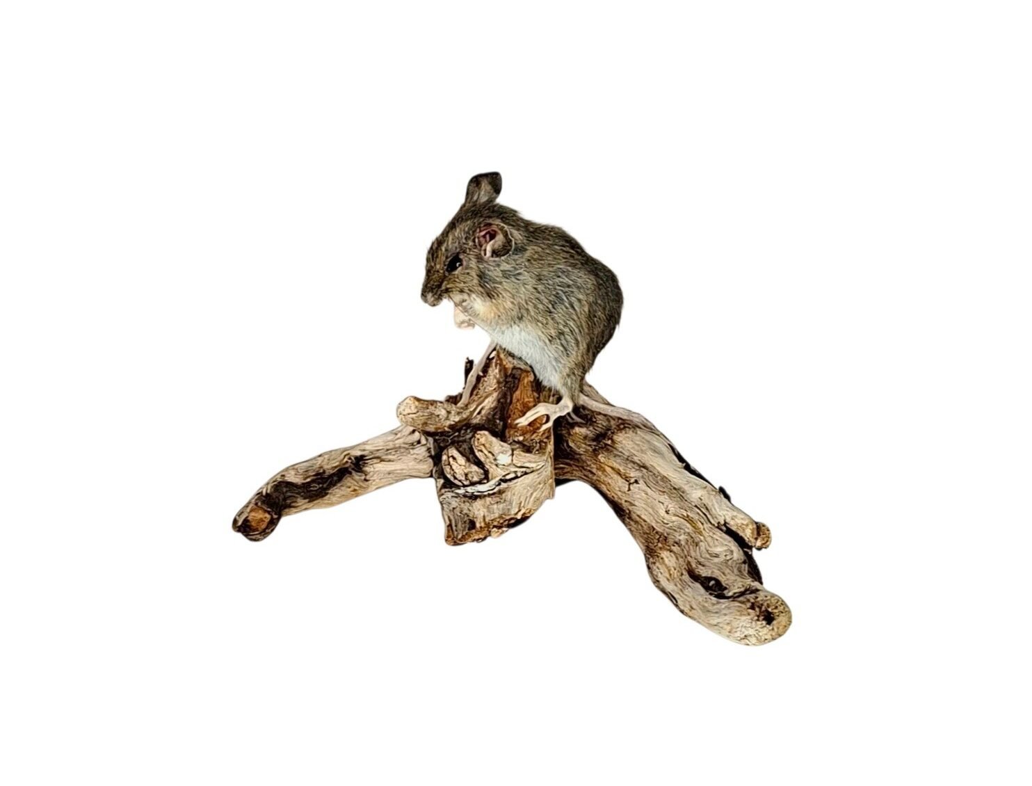 Taxidermy Field Mouse. Log no 219.