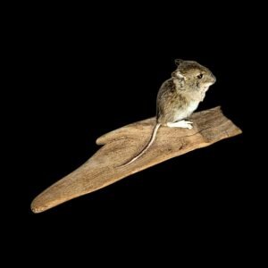 Taxidermy Juvenile Field Mouse. Log no 223.