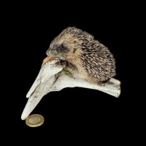 Taxidermy Juvenile Hedgehog. Log no 204.