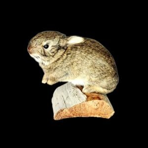 Taxidermy European Young Rabbit. Log no 220.