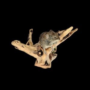 Taxidermy Short Tailed Field Vole. Log no 227.