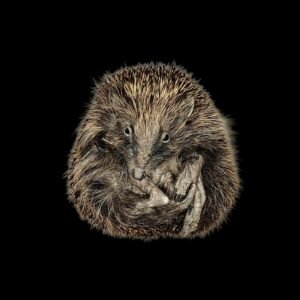 Taxidermy Adult Hedgehog. Log no 226.