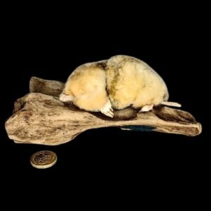 Taxidermy White Mole. Log no 207.