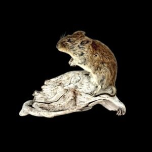 Taxidermy Adult Bank Vole. Log no 236.