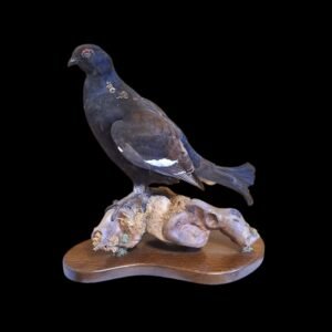 Taxidermy Juvenile Black Grouse. Log no 772a.
